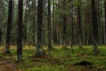 Puszcza Knyszy�ska
