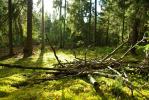 Puszcza Knyszy�ska
