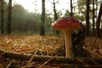 Puszcza Knyszy�ska