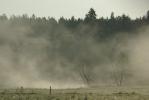 Puszcza Knyszy�ska