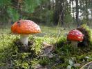 Puszcza Knyszy�ska