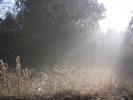 Puszcza Knyszy�ska