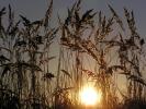 Puszcza Knyszy�ska