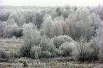 Puszcza Knyszy�ska