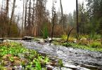 Rzeki Podlasia