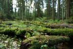 Rzeki Podlasia