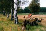 Podlaska wie�