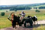 Podlaska wie�