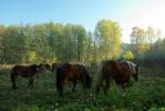 Podlaska wie�