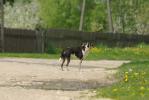 Podlaska wie�