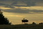 Podlaska wie�