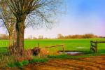 Podlaska wie�